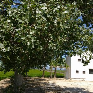 Casa Cusa