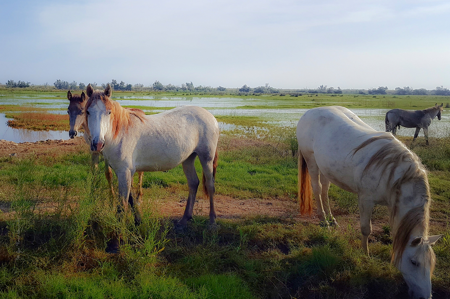 Illa de Buda Delta de l'Ebre Sant Jaume d'Enveja