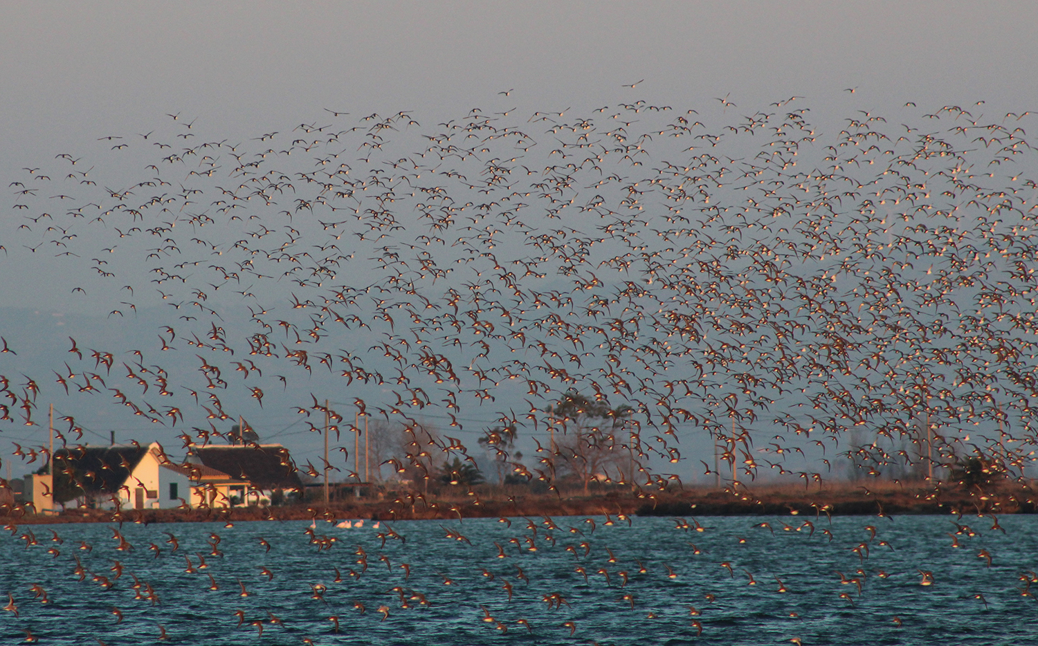 Ocells sobrevolant el Delta